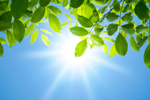 Sun Shining through Leaves